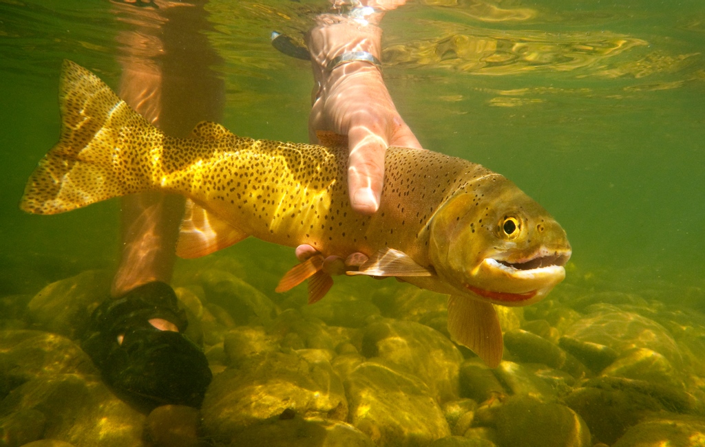 WorldCastGoFish's tweet photo. A NATIVE fish in it's NATIVE habitat. Our Cutthroats have been here since the last ice age!📷 Douglas Barnes
•gofish@worldcastanglers.com•800.654.0676•⁠
#worldcastanglers #flyshop #flyfishing #idaho #flyfish #tetonvalley #southforkofthesnake #cutthroattrout https://t.co/Co46BD0uup