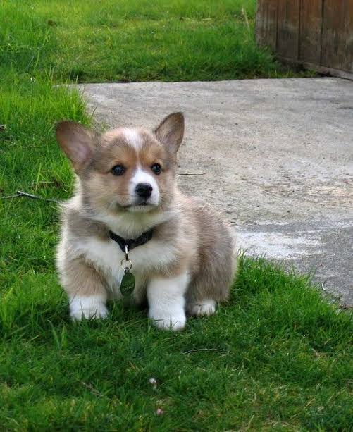 Anthony Bridgerton / Kate Sheffield