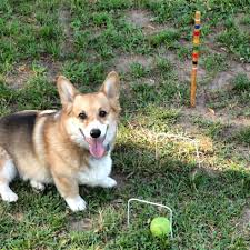 Anthony Bridgerton / Kate Sheffield