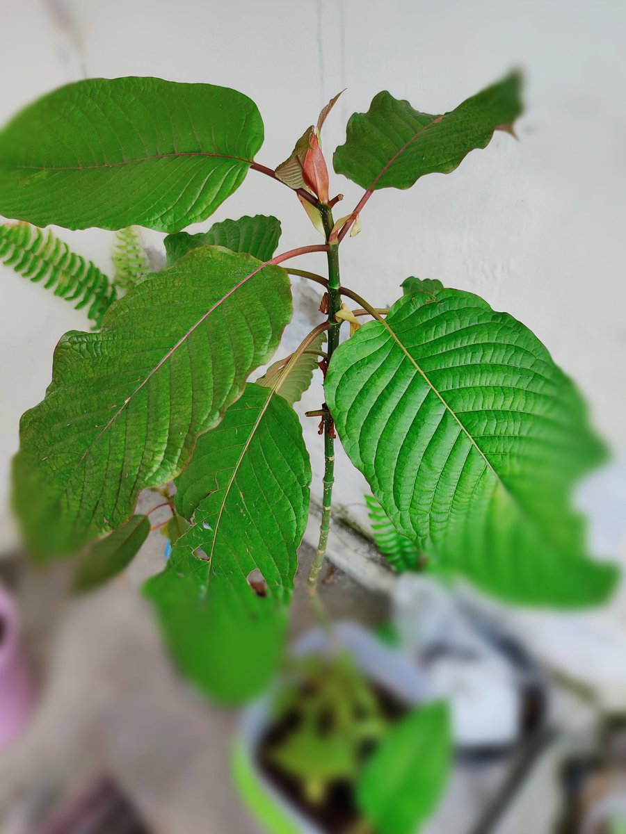 Rootanical2's tweet image. my baby #kratom #mitragynaspeciosa #healthylifestyle #health #kratomsavelife #kava #coffee