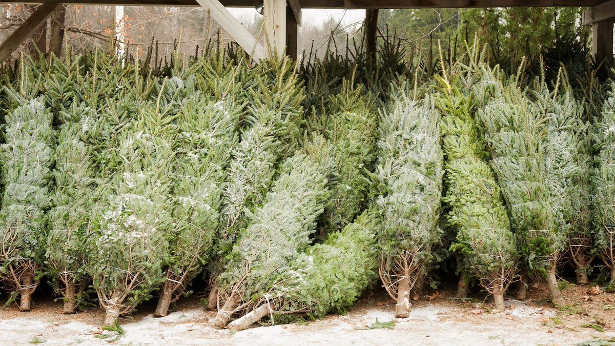 RickAdamsNews's tweet photo. Top Sexy News Fact: Want to know how to recycle your live Christmas tree and get free mulch in LA too? You and your plants can thank me later....
https://t.co/gOaONz36yK
@SpecNews1SoCal #trees #recycling #ChristmasTree #christmas #mulch #LosAngeles https://t.co/ZuMEeLVgVu