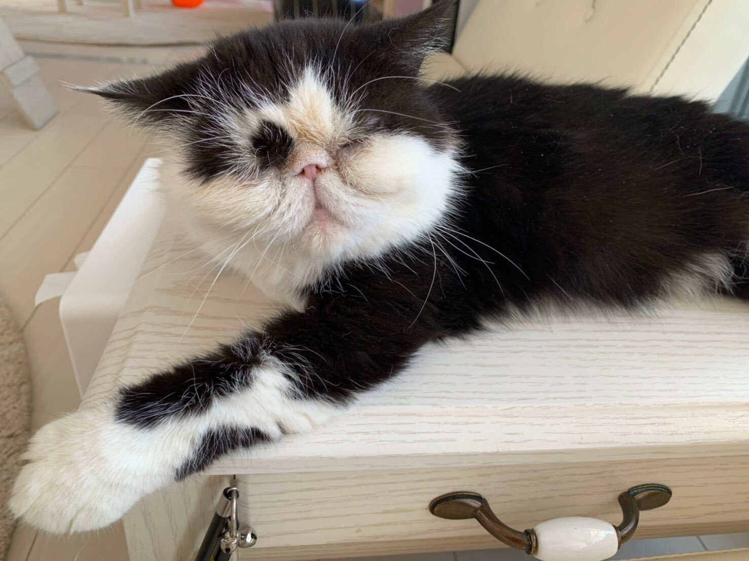猫カフェ 猫の屋おでん 神戸市灘区 もう泣いてる エキゾチックショートヘアはブサイクじゃないぞっ 世界でいちばんかわいい猫 にゃ そんでもって 子猫より成猫の方が圧倒的に可愛いにゃ おじさまと猫 Tx Ozineko 猫カフェ 猫の屋おでん 神戸市灘区 もう泣いてる エキゾチックショートヘアはブサイクじゃないぞっ 世界でいちばんかわいい猫 にゃ そんでもって 子猫より成猫の方が圧倒的に可愛いにゃ おじさまと猫 Tx Ozineko