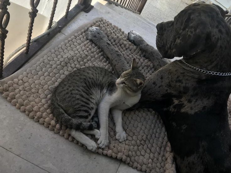 IcedToe's tweet image. 