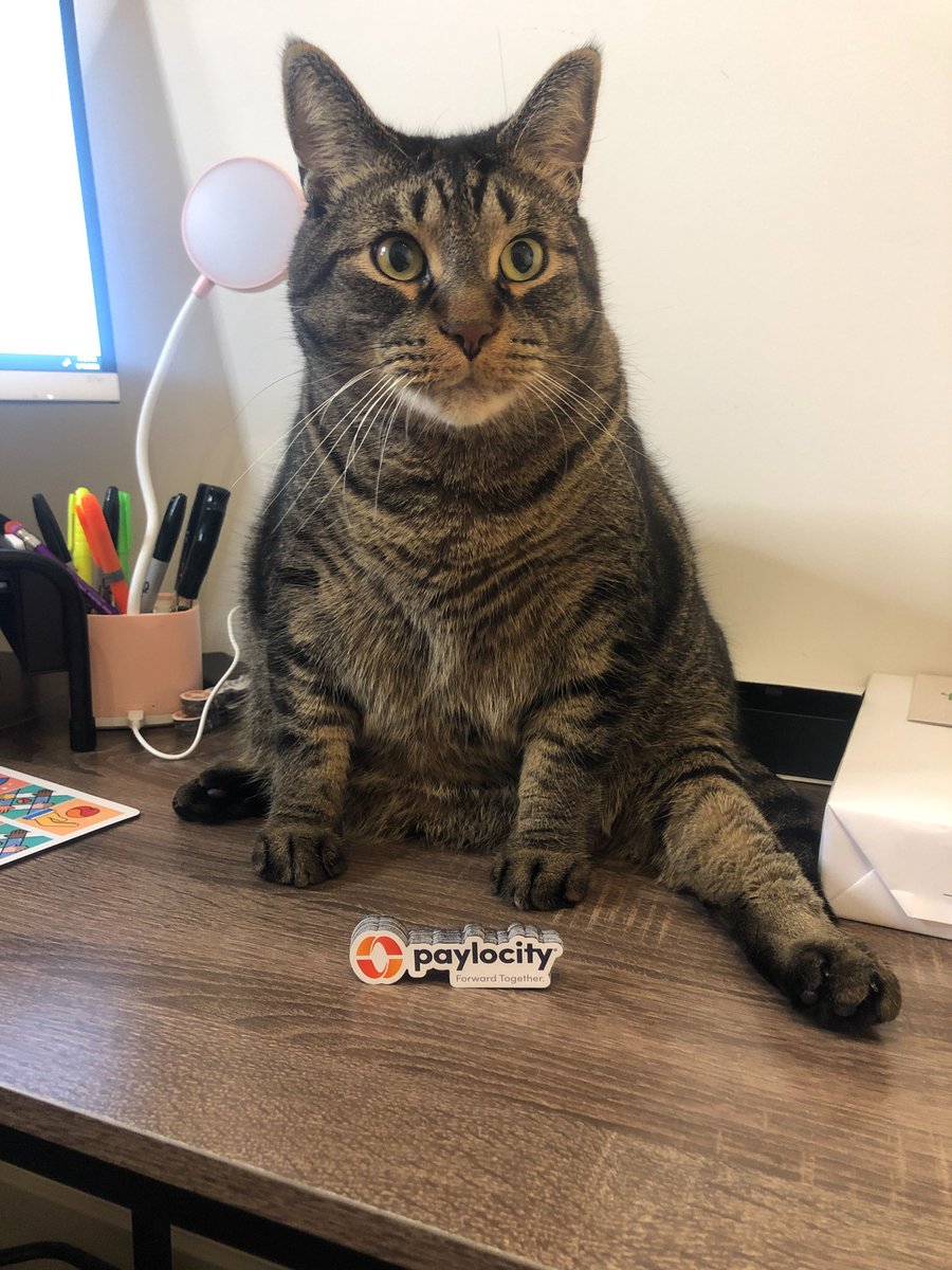 PCTYCareers's tweet photo. Paylocity supervisor for the day! The BEST there is in the office. ❤️ 🧡 😻 #InsidePaylocity #PCTYPets #PCTYSwag #ForwardTogether https://t.co/NSVjqFELDG