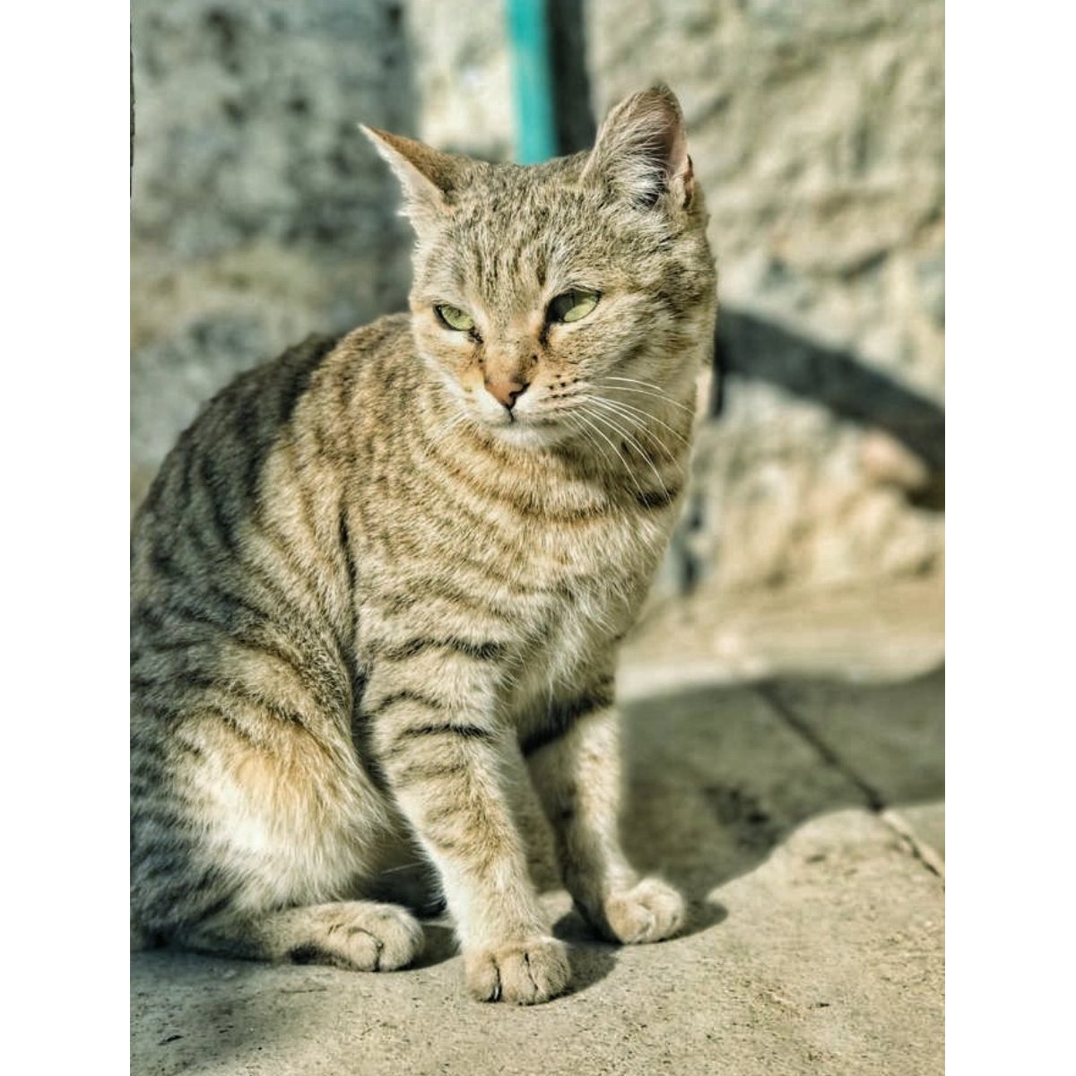 UllahYounsi's tweet photo. حوصله وکړئ تکلیفونه او ستونزې ومنئ شاید یو قدم مو تر بریا رسیدو پاتې وي!
مهرباني.....🥰
My Honey #Catoooo https://t.co/lkgmNaZlCi