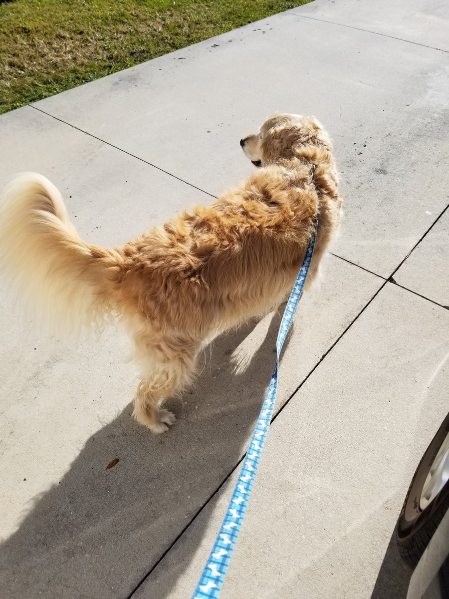 janicej1973's tweet photo. Another beautiful, brisk day in sunny SW FL! 54ยฐ for 2.5ish mi walk/run with my furever faithful partner, Doug-plus I did a 60 sec #plank on Plank Ave. Have a great day everyone โค๐๐ #walk #run #runchat #fitness #FLrunning #running #training #grateful 4 the weather๐๐คฉ https://t.co/bCjOjw4MPk
