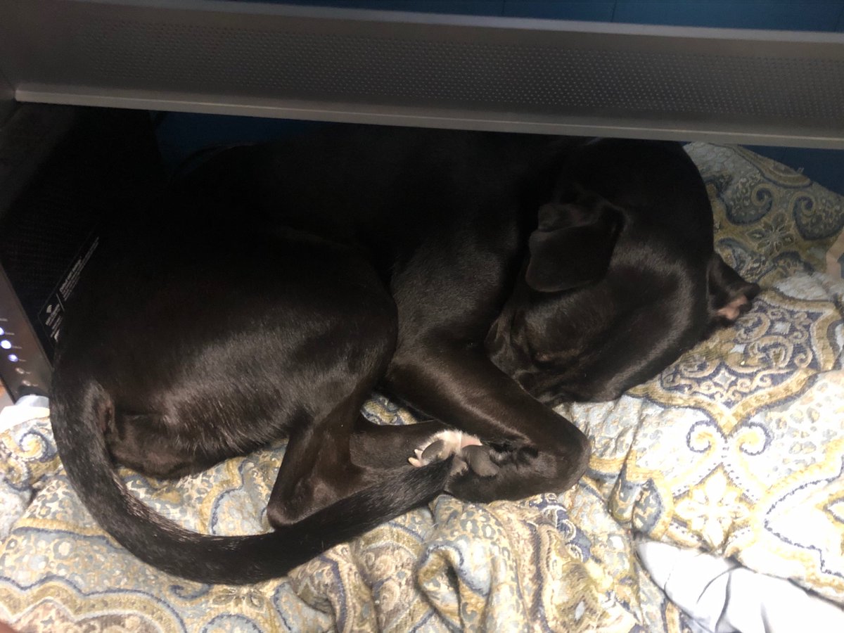 Napping pod under my desk 🥰I love my #furbaby #dogsoftwitter #dogmom