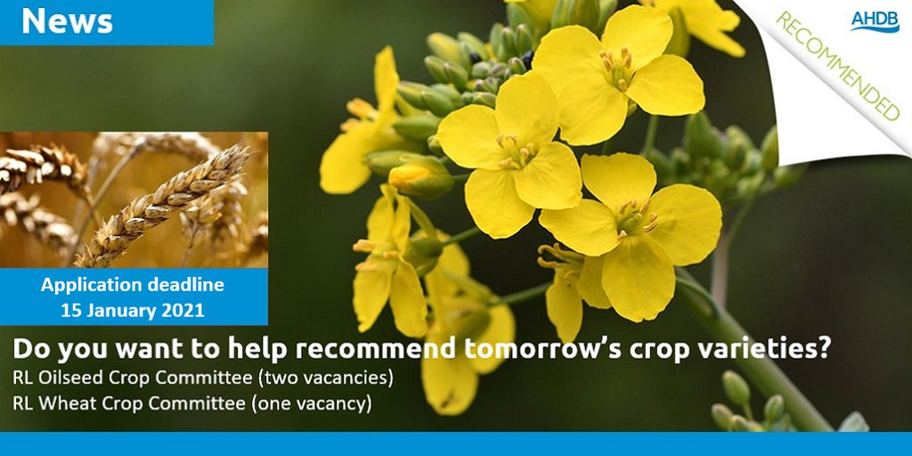 Passionate about #OSR or #Wheat? Would you like to help recommend tomorrow’s crop varieties? Then why not consider joining one of our crop committees? Application deadline is the end of next week (15 January 2021). #RL
ow.ly/QNj950D1ytv