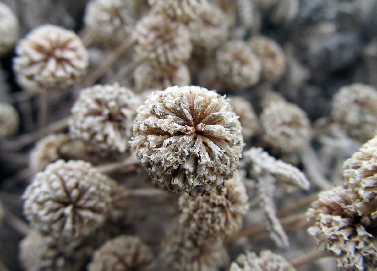 awkwardbotany's tweet photo. lavender cotton seed heads (Santolina chamaecyparissus) #Asteraceae #seasonalinterest #phytocurious https://t.co/Q0ZVO9zdm2