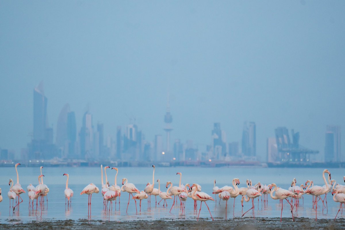 Salman Alkandari tweet media