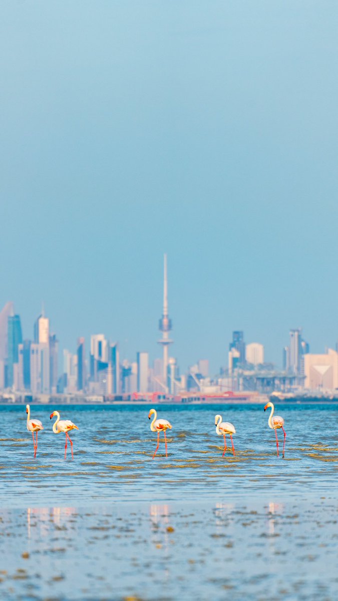 Salman Alkandari tweet media