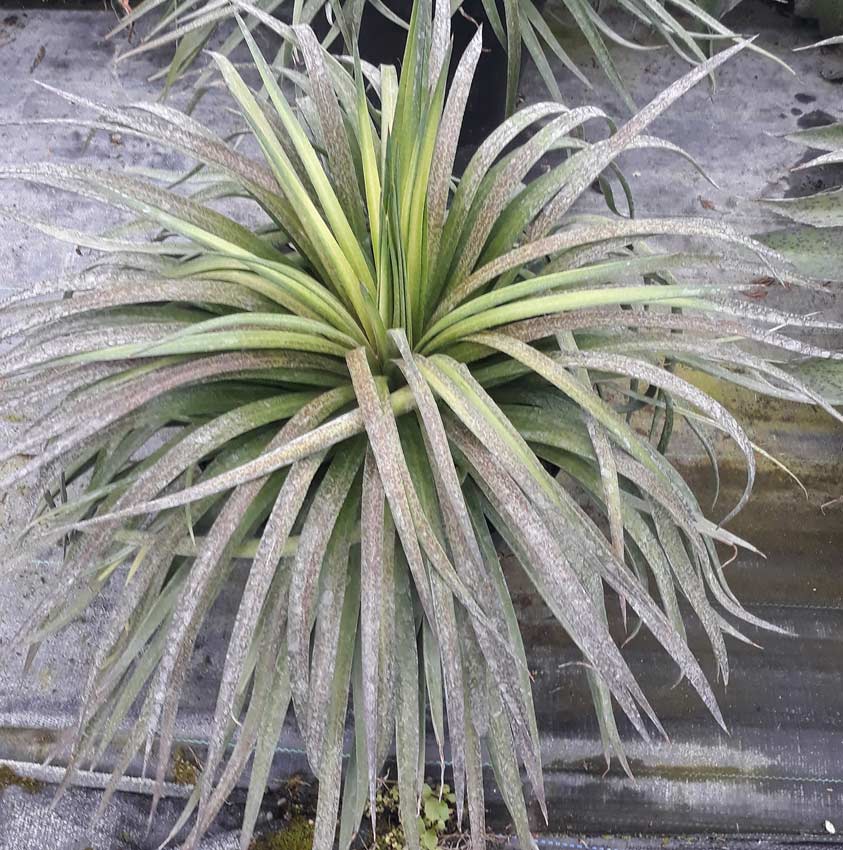 Mandy Watson tweet media