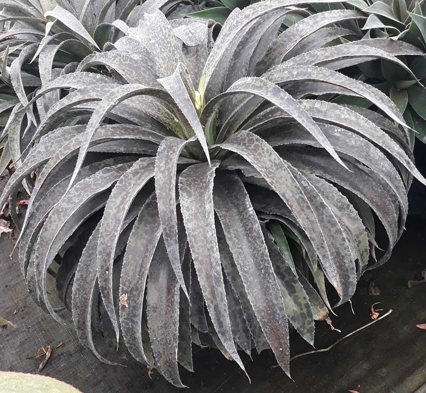 Mandy Watson tweet media