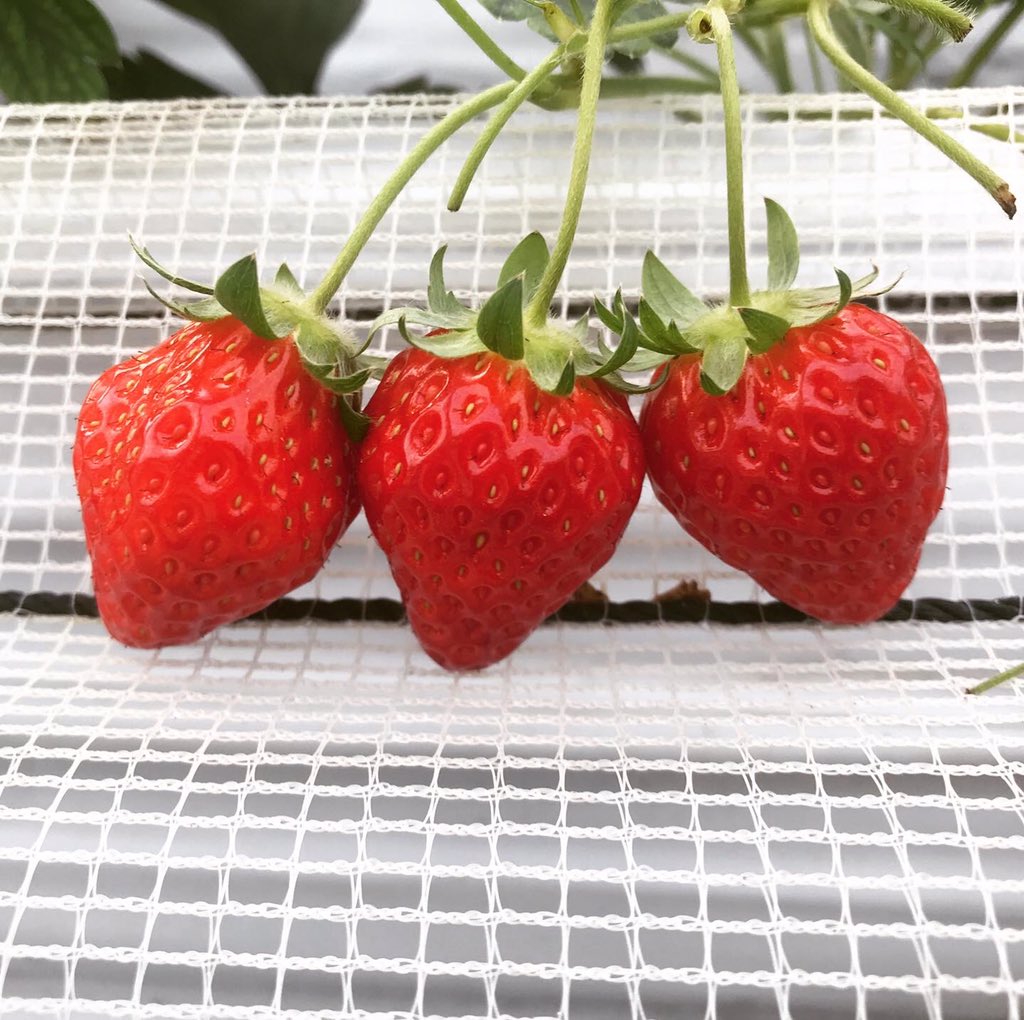 さくらフーズ いちご狩りに潜入捜査 1日も早く穏やかな日常が 戻りますように 潜入捜査 いちご いちご狩り とちおとめ 貸し切り状態 ふるや農園 食べ放題 郡山市