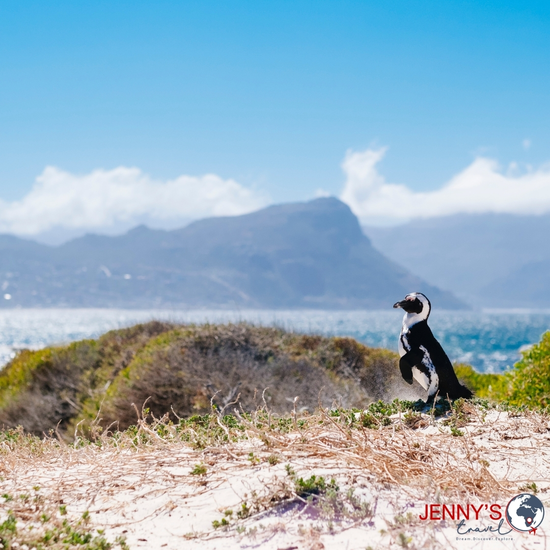 JennysTravel1's tweet photo. Cape Town has some of the most beautiful beaches with spectacular mountain views. 

But unfortunately for now the only ones allowed on these stunning beaches are these guys! Lucky them!

Stay home and stay safe, so that we all can enjoy these beaches in the near future. https://t.co/KZX0vIVJaP