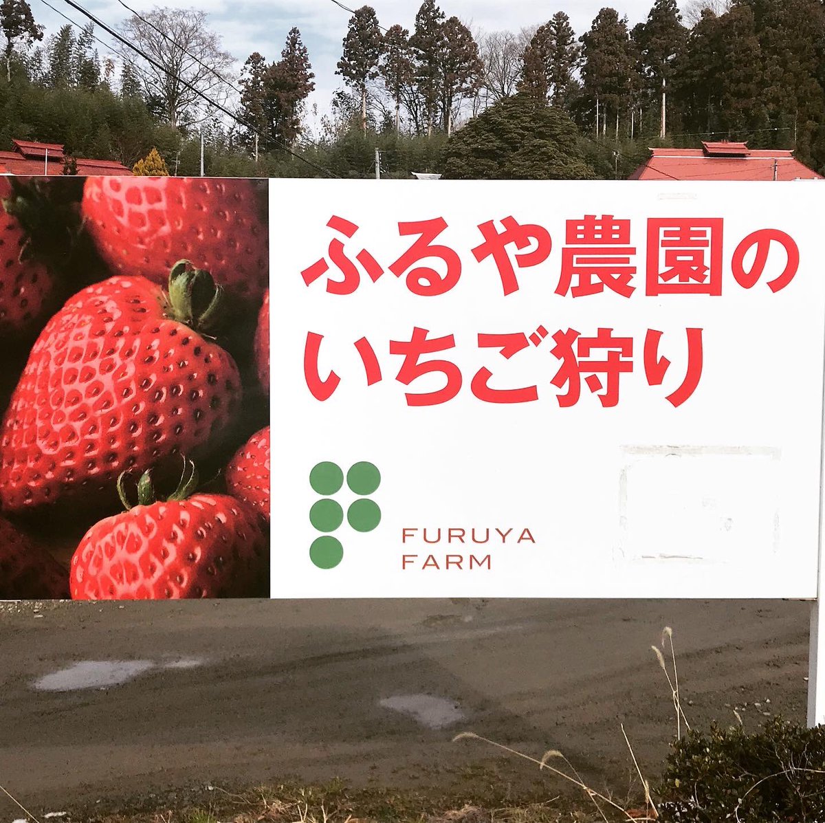 さくらフーズ いちご狩りに潜入捜査 1日も早く穏やかな日常が 戻りますように 潜入捜査 いちご いちご狩り とちおとめ 貸し切り状態 ふるや農園 食べ放題 郡山市