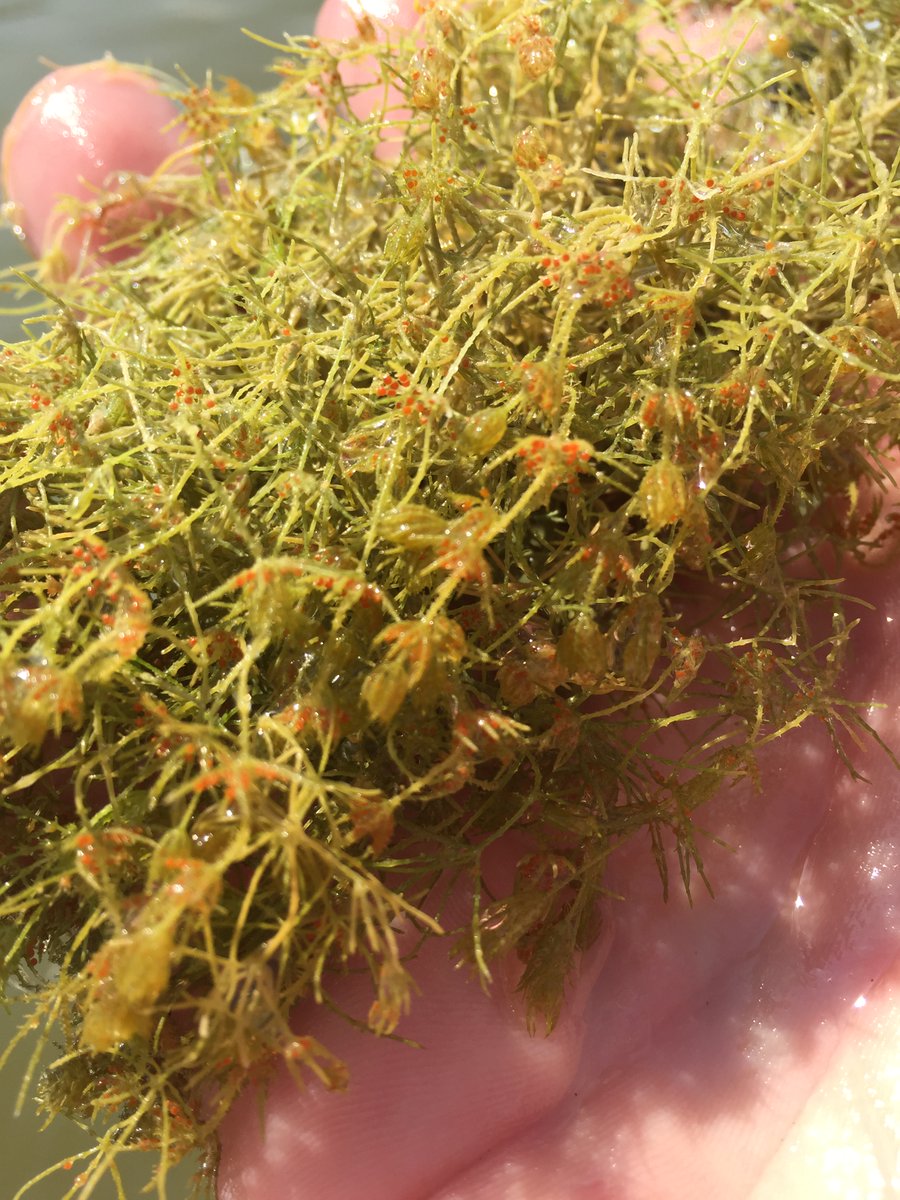 FBL_UCPH's tweet image. In this new study researchers from FBL have cast light on the relationship between carbon, calcium and phosphorus in dense charophyte beds growing in calcareous ponds on Öland, Sweden. 
sciencedirect.com/science/articl…
#Charophytes #Bicarbonate