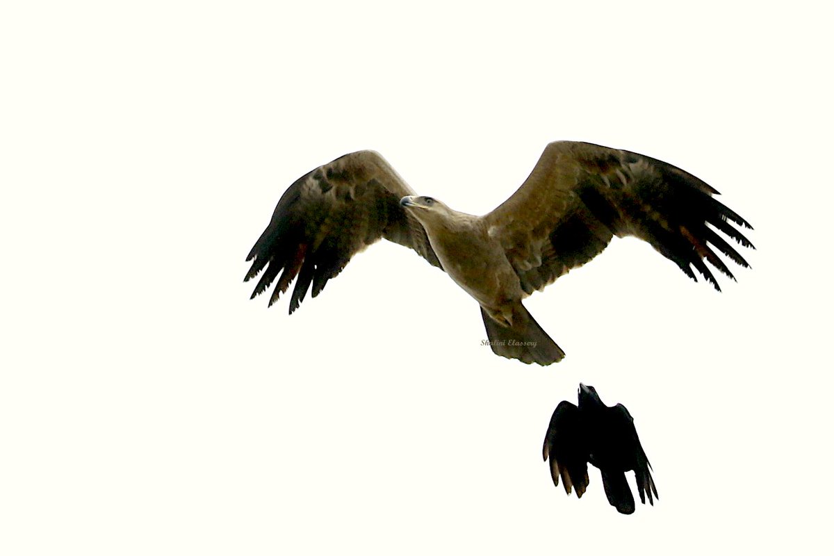 ShaliniElassery's tweet photo. Yesterday saw a whole bunch of crows going crazy and then this..lifer (not the greatest click but me 💃💃💃)
Tawny Eagle Aquila rapax (& 🙏 to jungle crow)
#IndiAves #BirdsSeenin2021 #Melagiris @Avibase https://t.co/i5z2Uc9S9e