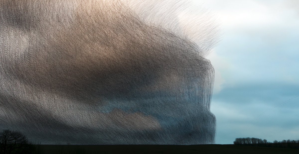KathCooper01's tweet photo. Smoke screen. Starling roost, Middleton Moor, 13th Feb 2020

The flock is so large that it fills the horizon like a curtain of smoke. As they pass overhead, the sky darkens and the sound of thousands of wing beats fills the air.

@UkStarlings #TwitterNatureCommunity #earthcapture https://t.co/9zxYZFs2tV