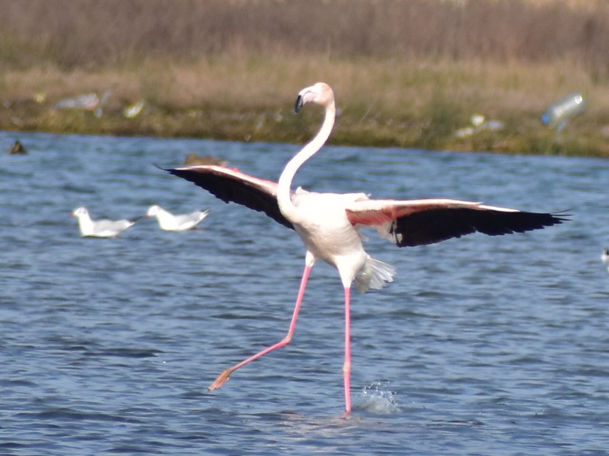 turguterennn's tweet photo. Dans eden flamingolar da Büyükçekmece'den :)
#birdsofistanbul https://t.co/elrwvAJv6a