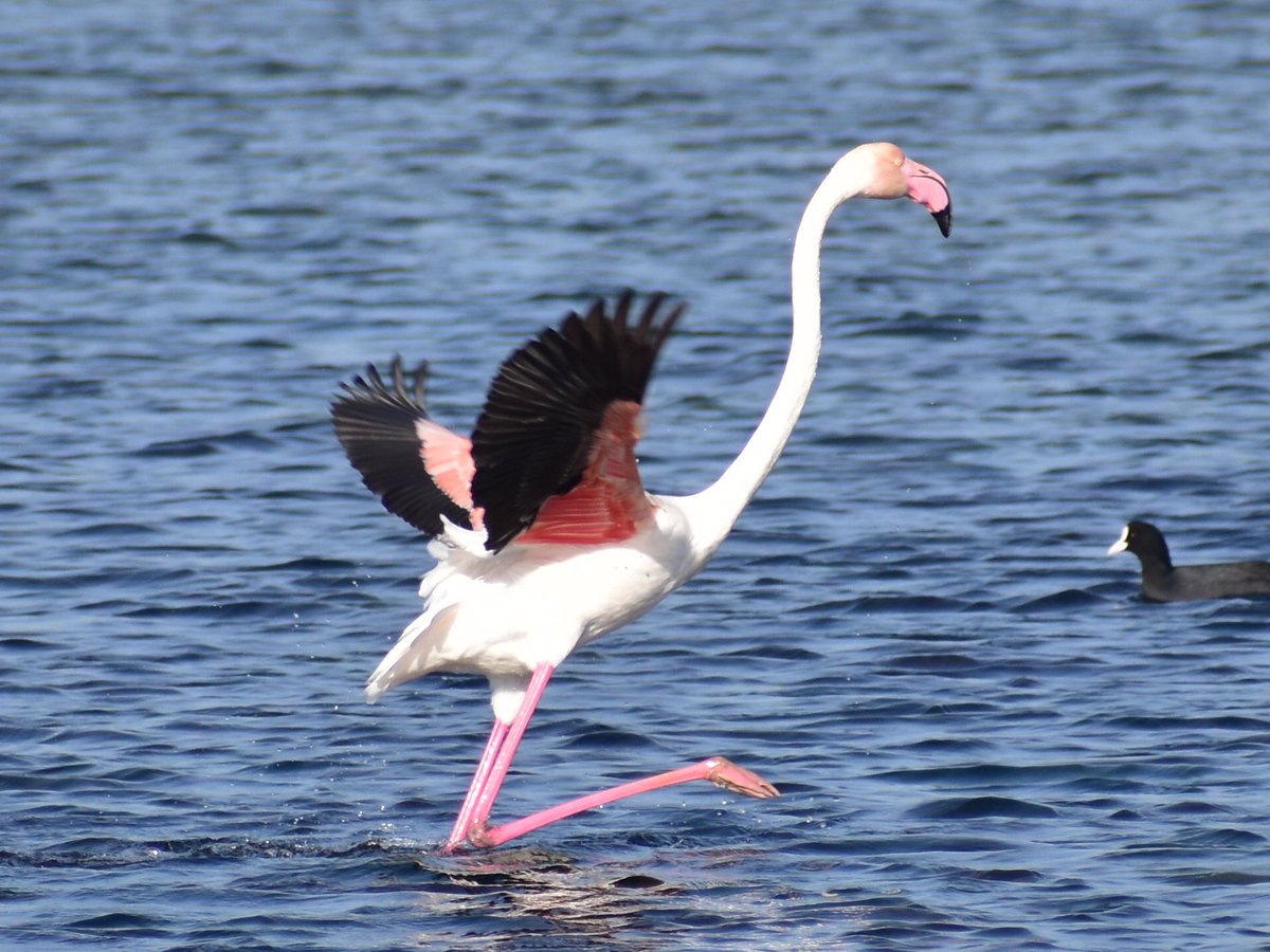 turguterennn's tweet photo. Dans eden flamingolar da Büyükçekmece'den :)
#birdsofistanbul https://t.co/elrwvAJv6a