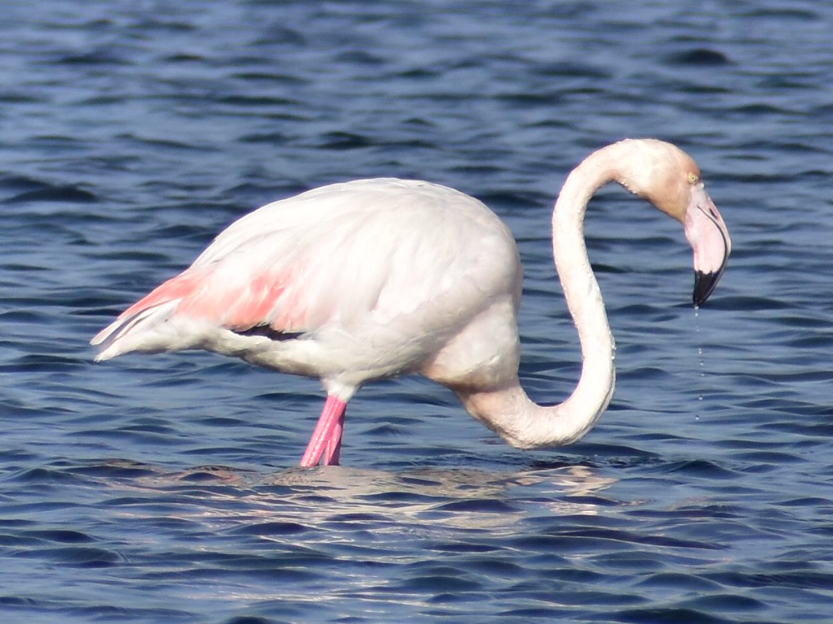 turguterennn's tweet photo. Dans eden flamingolar da Büyükçekmece'den :)
#birdsofistanbul https://t.co/elrwvAJv6a