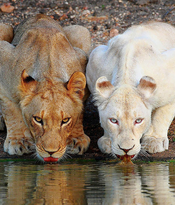 AriaaJaeger's tweet photo. The way you treat those in your life, the things you say and think, will be the measure of your life, the well from which you drink. Ariaa Jaeger
#WednesdayElevation #Ariaaisms #SpiritualFoodfortheSoul https://t.co/UzREAiJPHu