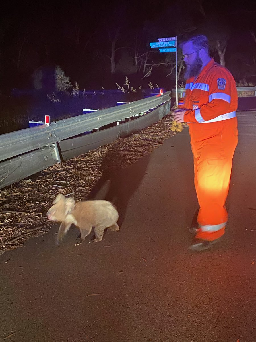 TTG_SES's tweet photo. While traveling to a task this evening, our team came across an amateur traffic controller.  

After discussing with him the required Koalafications required for the job, he was safely returned to a nearby tree. https://t.co/HvNdVnbyd8