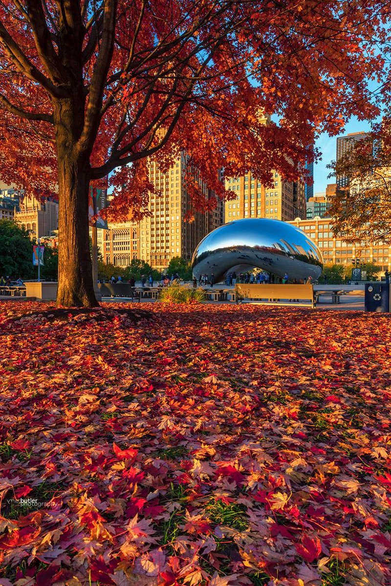 barrybutler9's tweet photo. Today is National Bean Day.   The best Bean is right here in Chicago.  #Chicago https://t.co/H1pzU7rhrV
