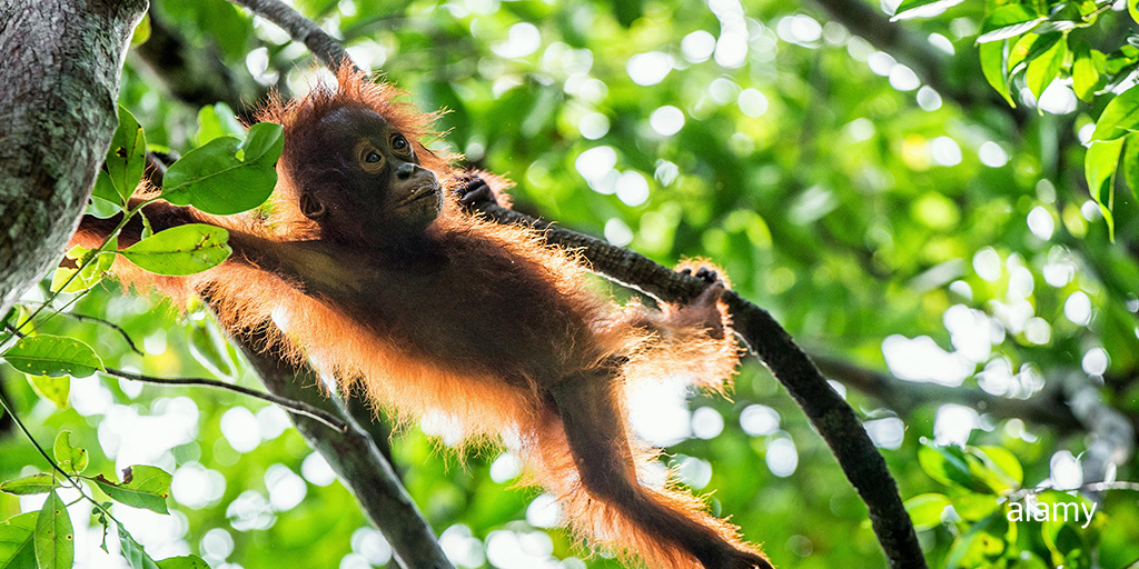 AlamyContent's tweet photo. We're in love with this collection of #Animal imagery ❤ Here's the full lightbox: https://t.co/n6QqiCRYmk
Image ID: TR5XB2 blickwinkel // HY1W91 Nature Picture Library // KXDAH7 Sergey Uryadnikov
#AnimalsInAction https://t.co/Wq3n32I1ml