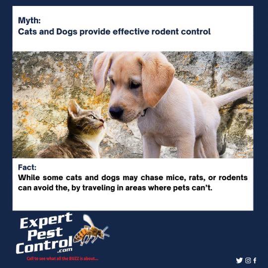 ExpertPestCtrl's tweet photo. https://t.co/ihxCihIwuA