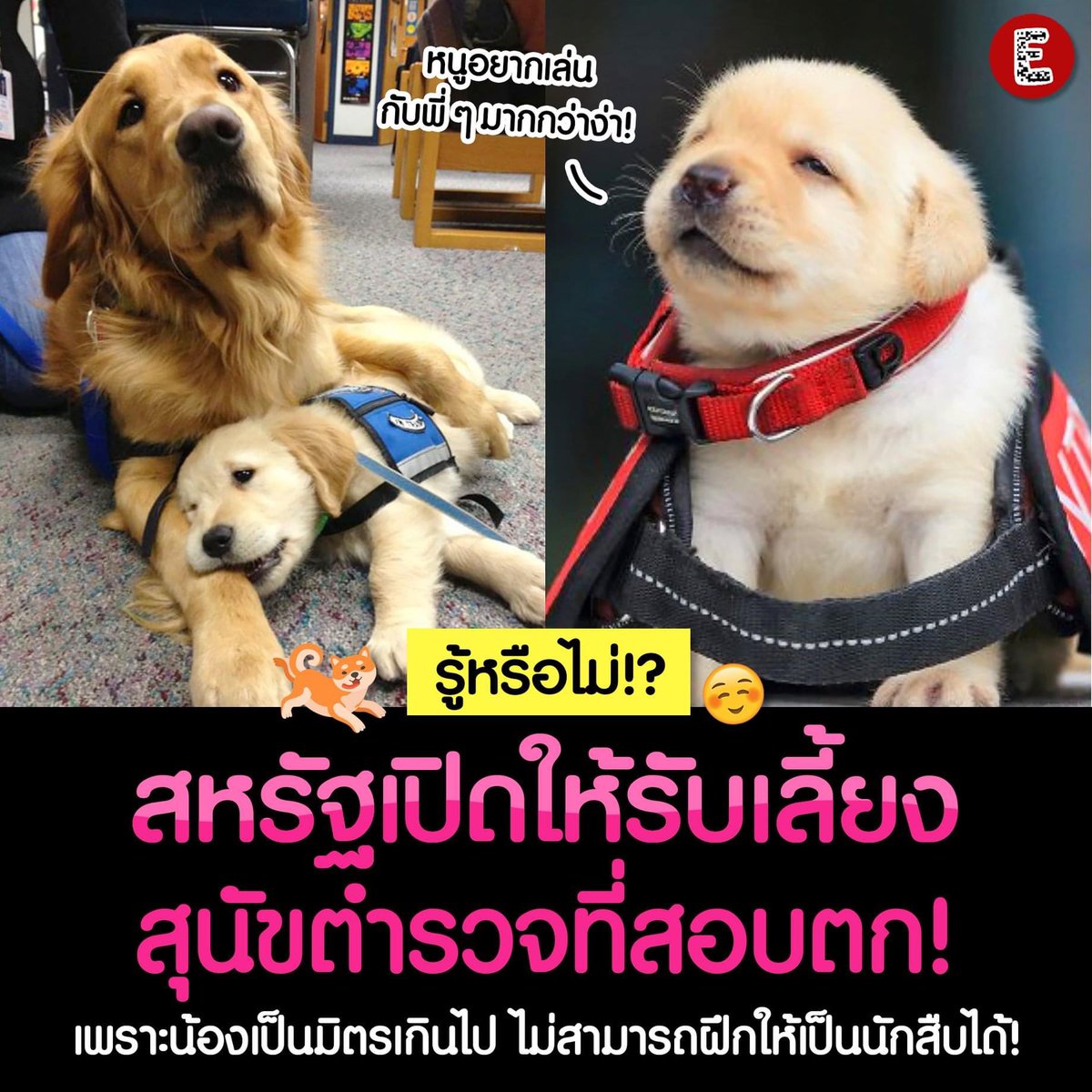 หง่า น้องหมาเป็นมิตรเกินไปเลยสอบตกสุนัขตำรวจ