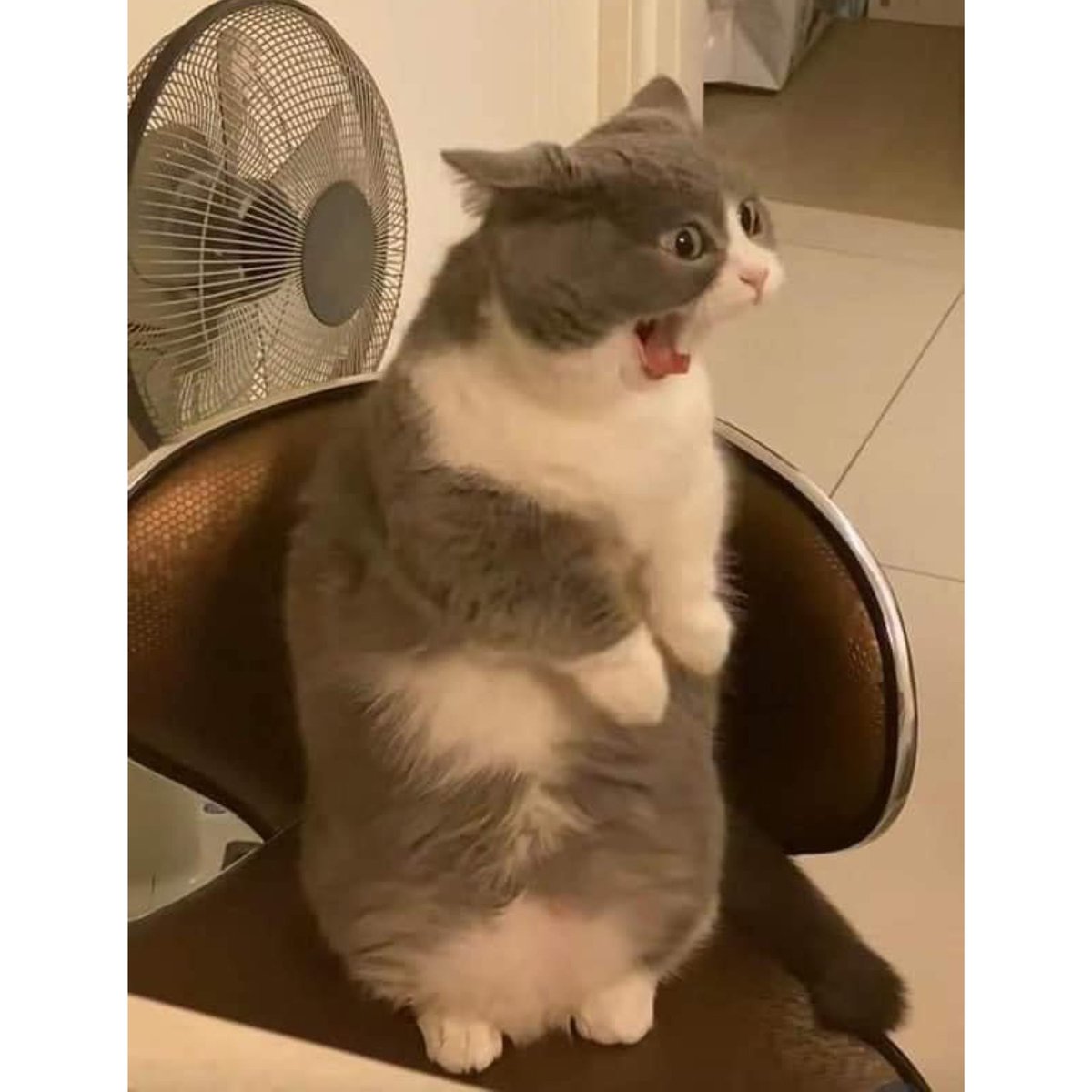 Watercatlor tweet media