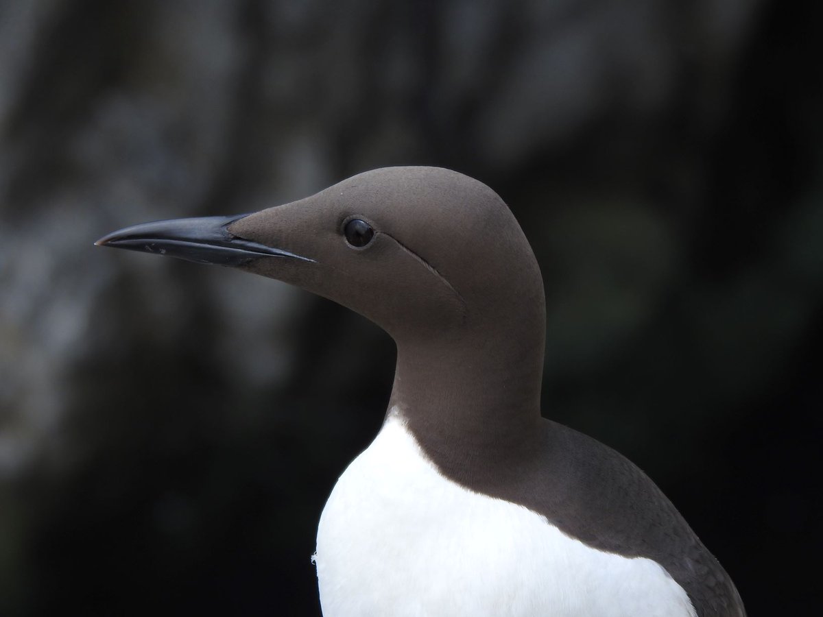 SteelySeabirder's tweet image. Today we start a new mini-series looking at the seabirds of the Isle of May, introducing each one on a daily basis. Today we feature the Guillemot and reveal more about these 'northern penguins'. Read more on the blog: isleofmaynnr.wordpress.com