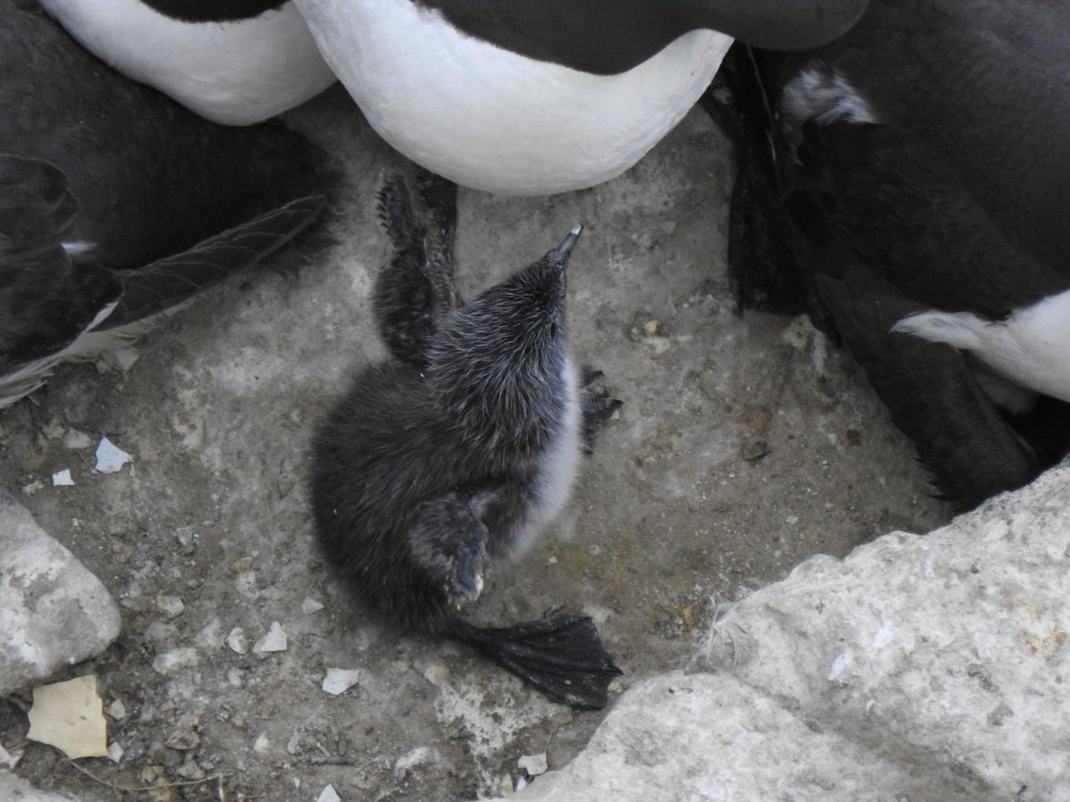 SteelySeabirder's tweet image. Today we start a new mini-series looking at the seabirds of the Isle of May, introducing each one on a daily basis. Today we feature the Guillemot and reveal more about these 'northern penguins'. Read more on the blog: isleofmaynnr.wordpress.com