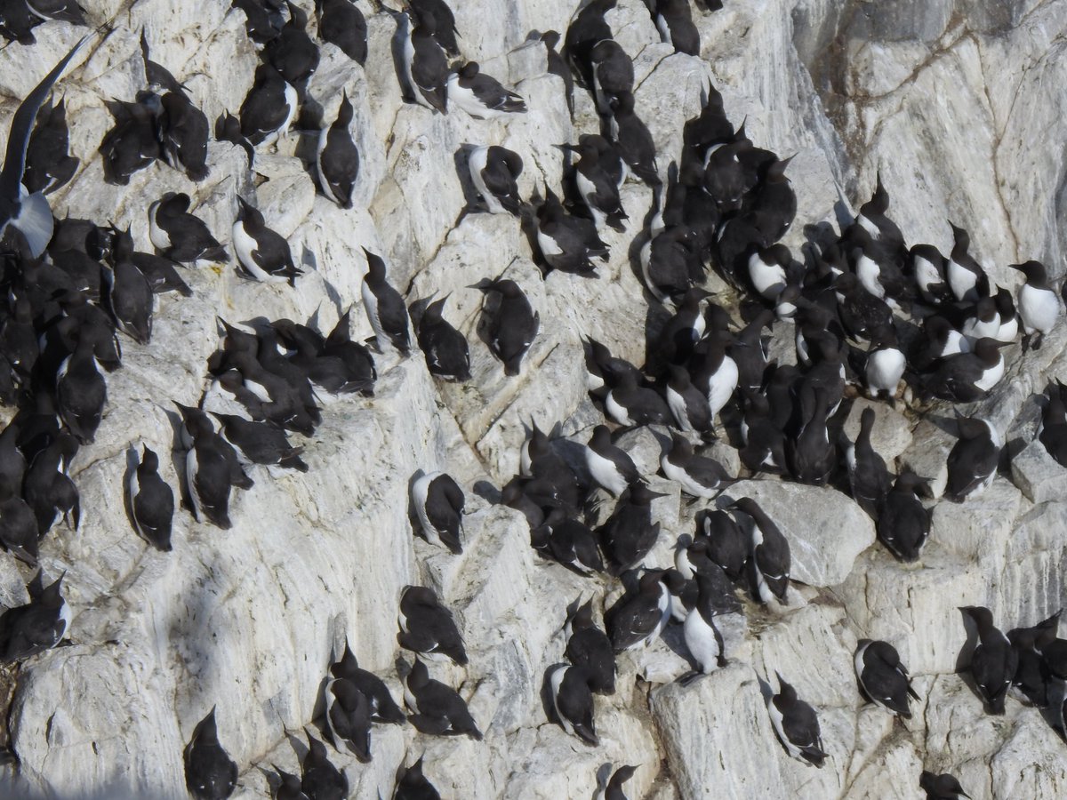 SteelySeabirder's tweet image. Today we start a new mini-series looking at the seabirds of the Isle of May, introducing each one on a daily basis. Today we feature the Guillemot and reveal more about these 'northern penguins'. Read more on the blog: isleofmaynnr.wordpress.com