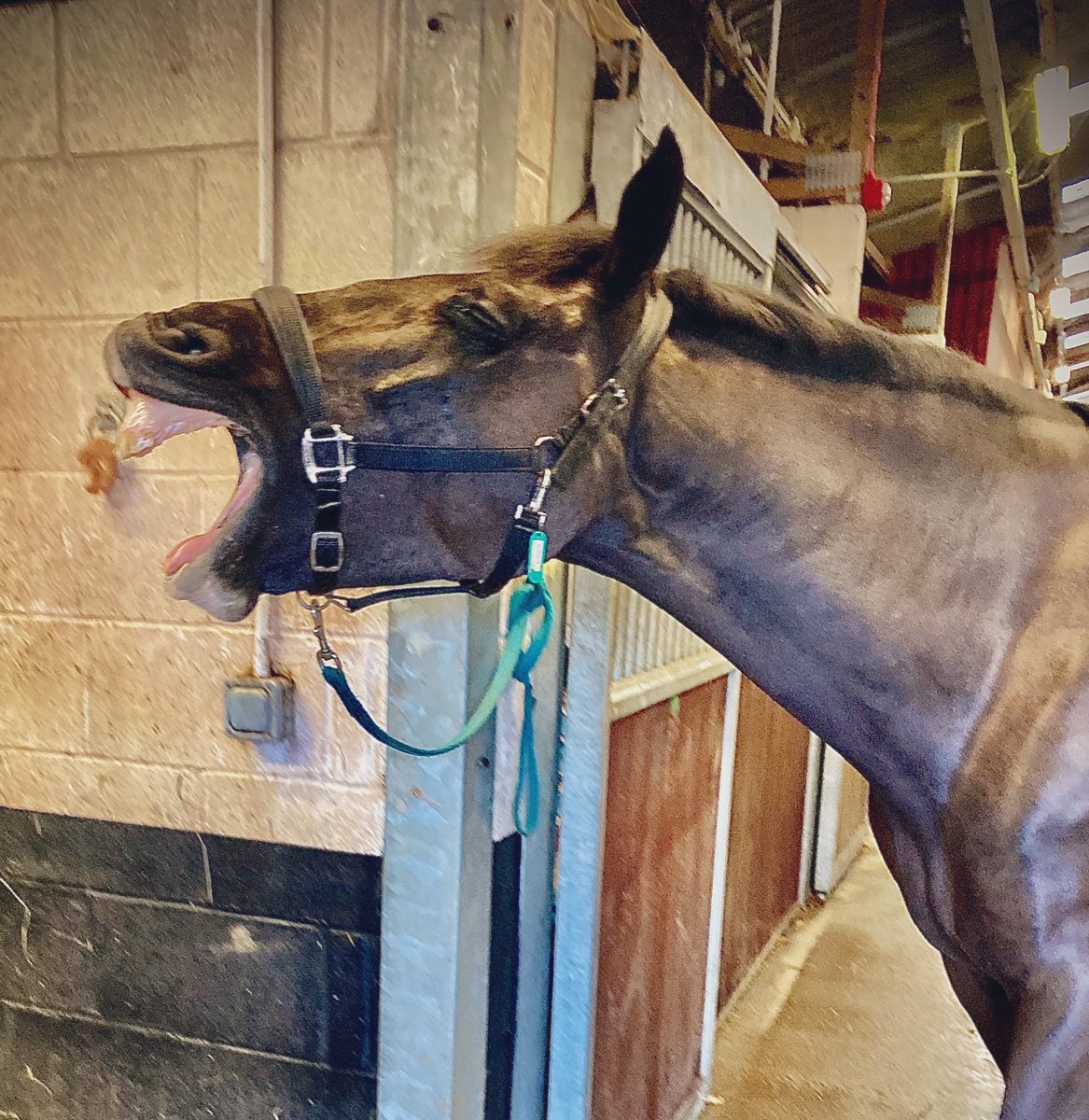ASPoliceHorses tweet media