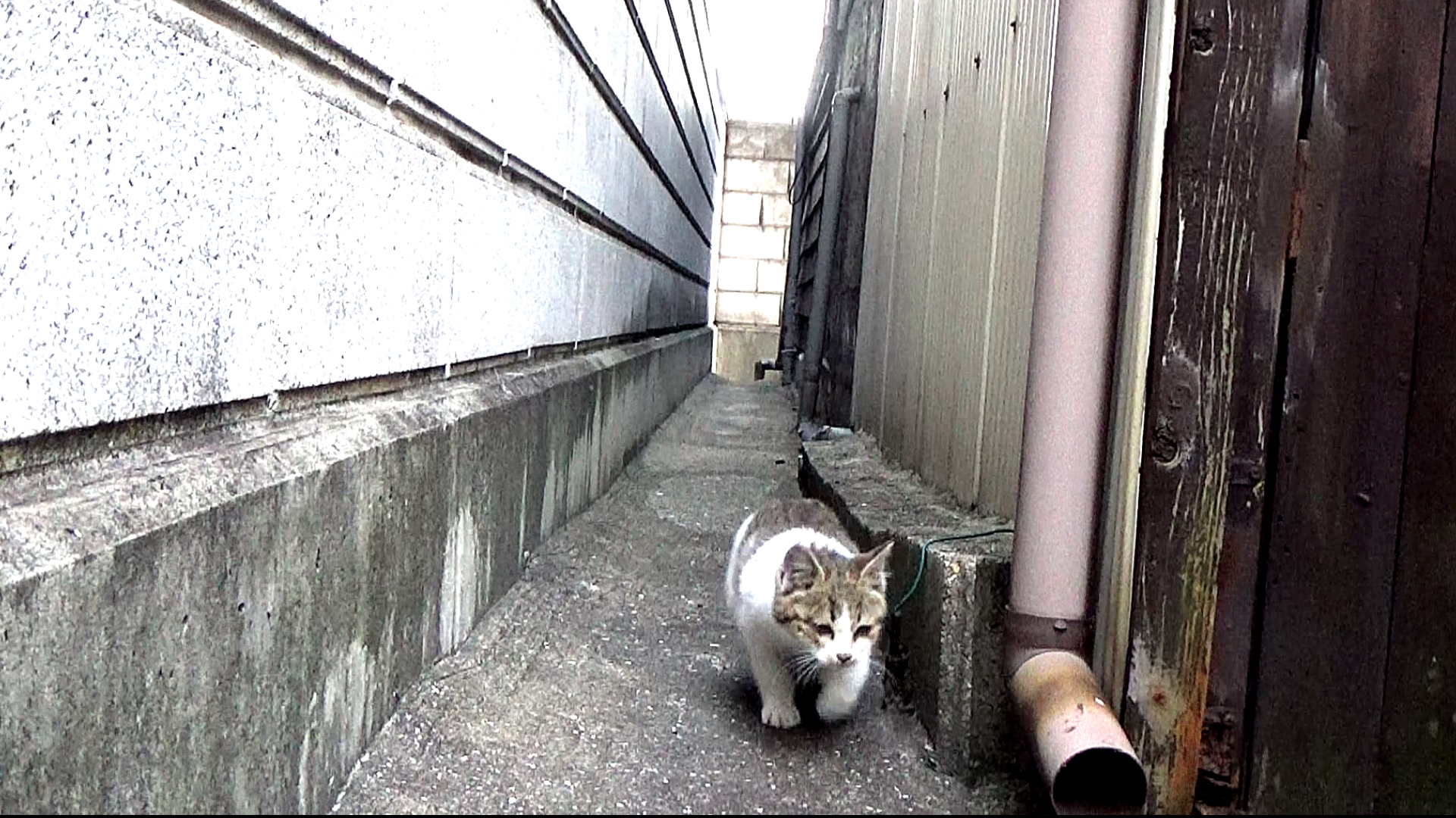 Koto Tube 真冬に子猫がとことこ通って来る 野良猫用ネコハウス冬用を購入して設置 動画です T Co Oqvl7wji6w T Co Dop8kjoere Twitter