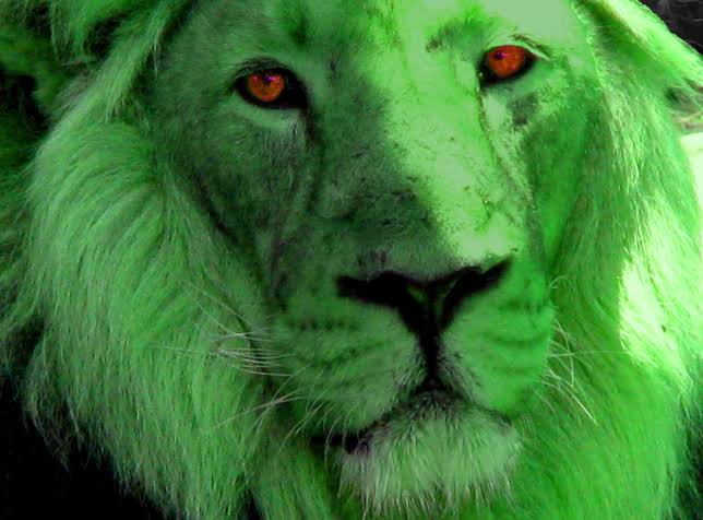 Wizkid as a Lion: a threadGreen Wizlion 