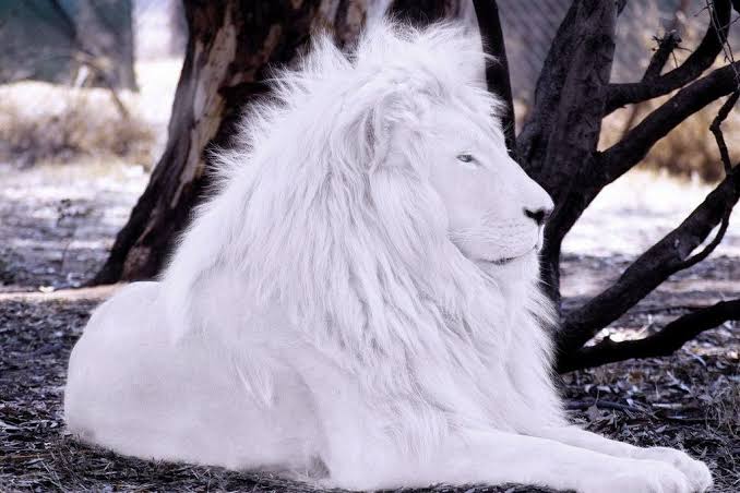 White Wizlion