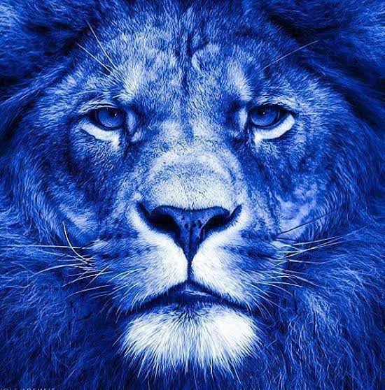 Blue Wizlion