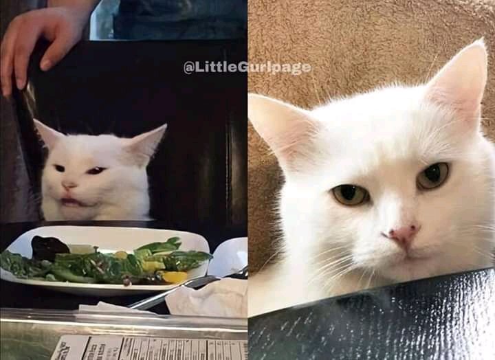 Our Meme Stars [A Thread]RT