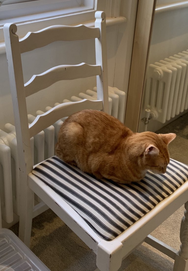 Marmslife's tweet photo. Stone the bleeding’ crows! listening to the brunette on work calls is so dull  “can you see my screen” “Ur on mute”, think outside the box”... I did a stink outside the box once. She wasn’t so cheery then... @thelizcarr @Louieloodle74 @SusanCalman @catsofinstagram #Zoomcalls https://t.co/K11XhXxUBG