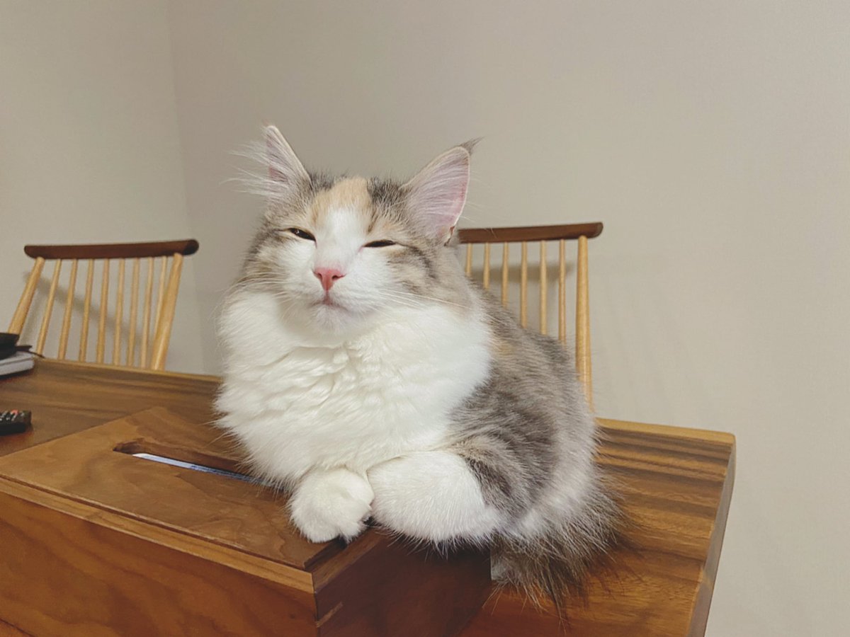 しっぽに気持ちが表れまくり 猫さんがこっちにくる動画に思わず顔がゆるむ 小走りになって ピョコン Togetter