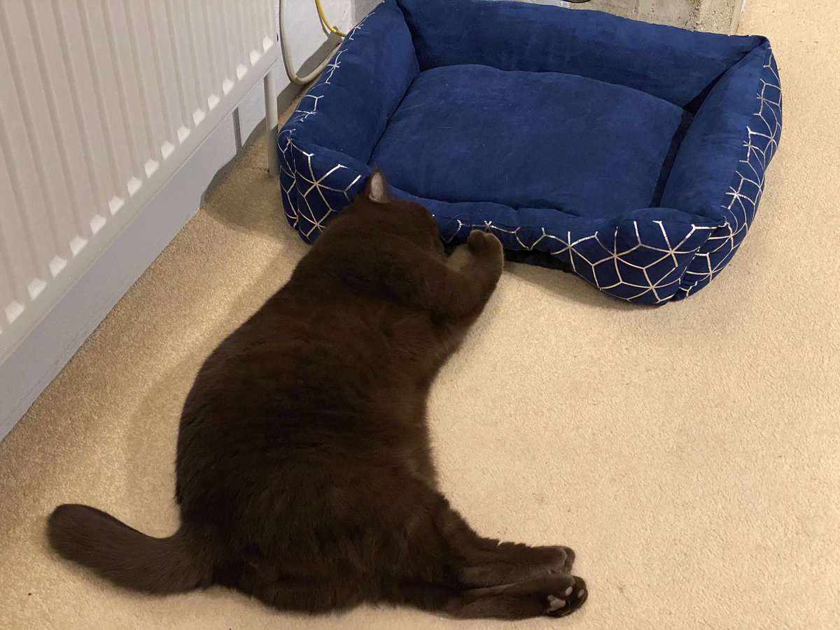 Foofluppet's tweet photo. The cat loves his new bed and has clearly grasped the concept. Duh. https://t.co/KTDWxpfeCM