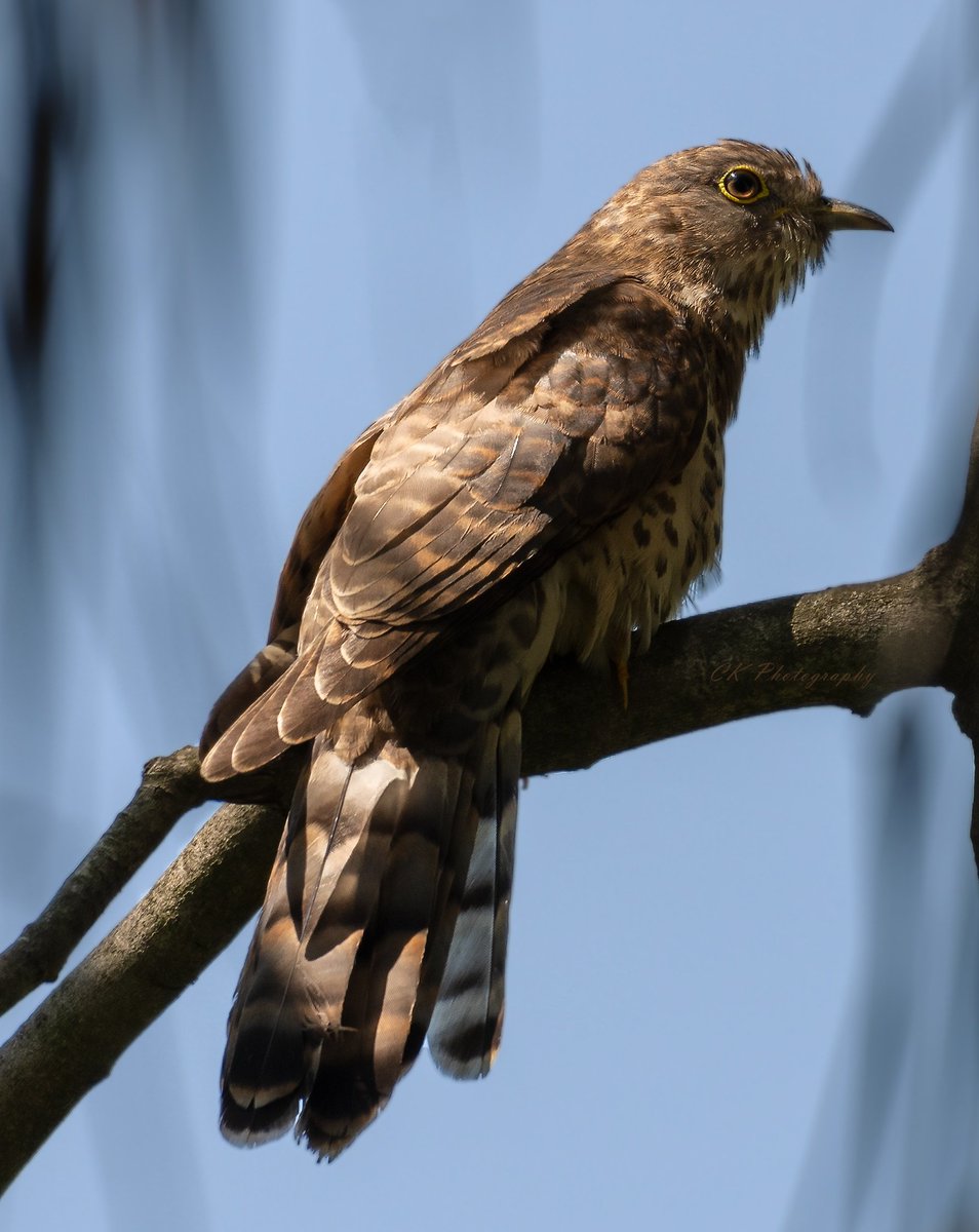 Chandrakala_RCK's tweet photo. Sub-adult common hawk-cuckoo (Hierococcyx varius), popularly known as the brainfever bird.
#indiaves #birdphotography #birds #ThePhotoHour #TwitterNatureCommunity #BBCWildlifePOTD #melagiris @Avibase https://t.co/wOFUTowaad