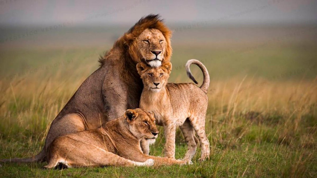 bookallsafaris's tweet photo. On a smaller budget, you may forgo the luxuries of accommodation, but you will have an equally amazing time seeing wildlife.
Budget #safaris are all about the nature and animals. And less about the creature comforts.
https://t.co/UGwDj9yxU9 #addtowishlist #africansafari https://t.co/HDaUf06mva