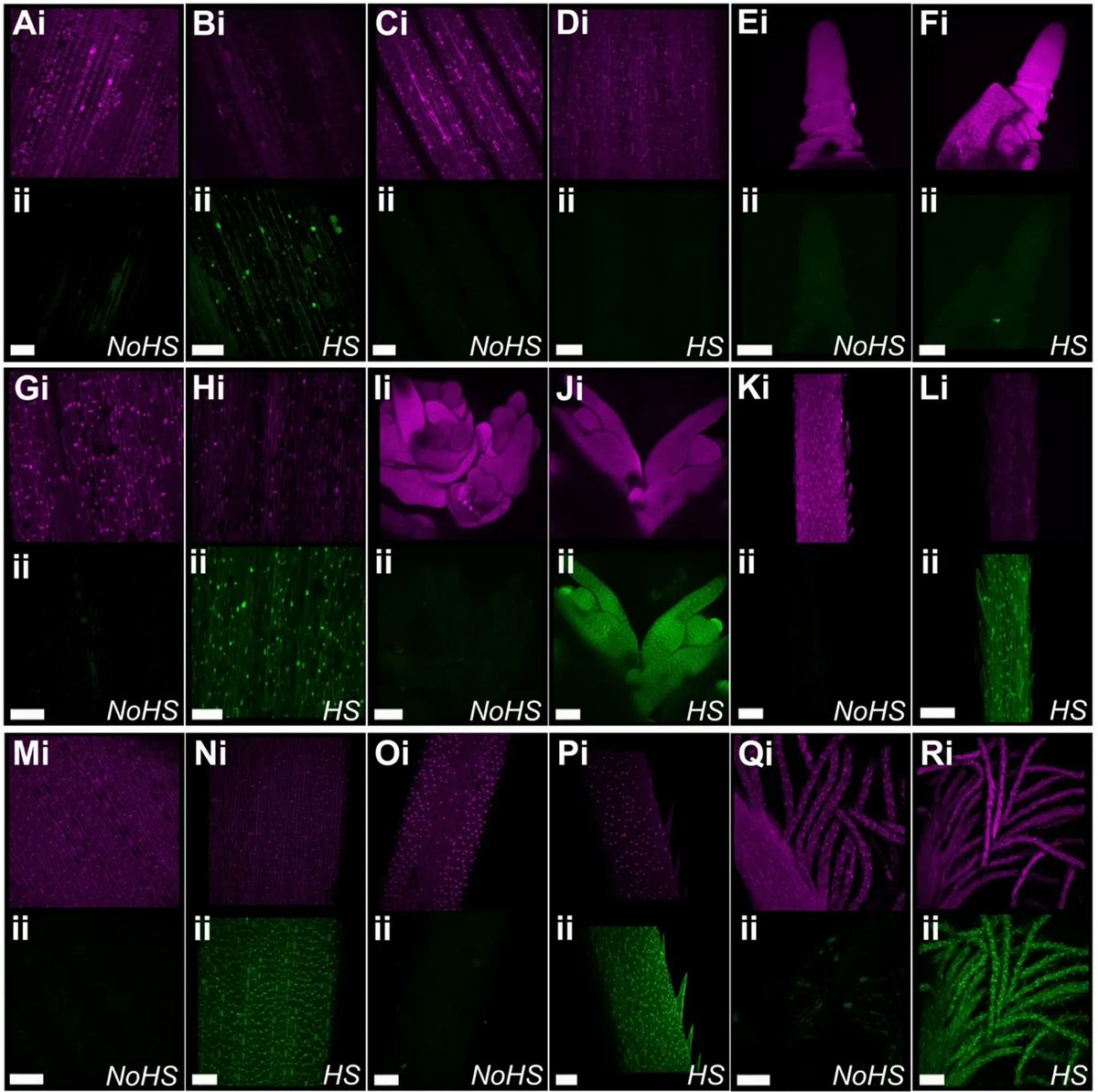 sci_plant's tweet photo. A heat-shock inducible system for flexible gene expression in cereals

https://t.co/aamhkbUrNU
#plantscience #plantmethod ♻️ https://t.co/pE0B0LClAv