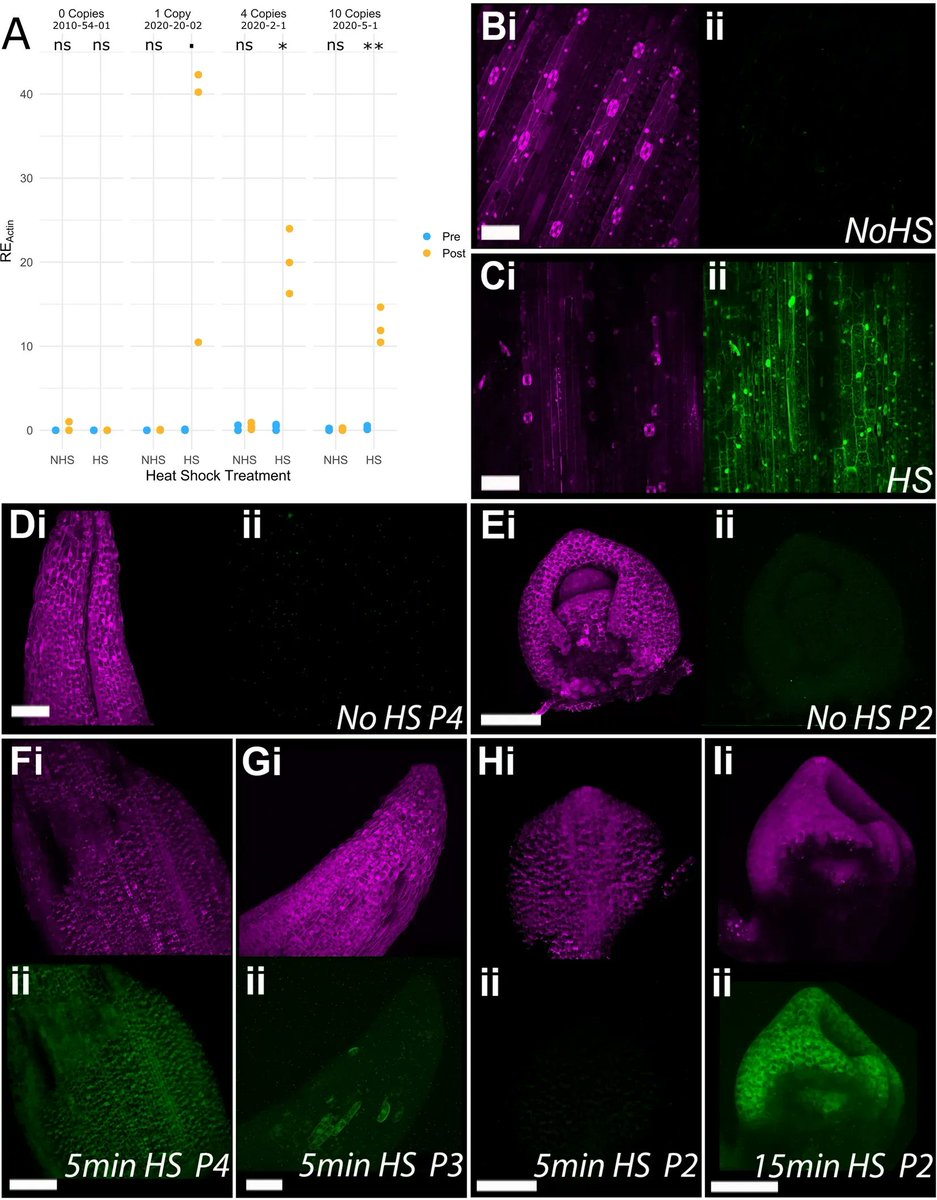 sci_plant's tweet photo. A heat-shock inducible system for flexible gene expression in cereals

https://t.co/aamhkbUrNU
#plantscience #plantmethod ♻️ https://t.co/pE0B0LClAv