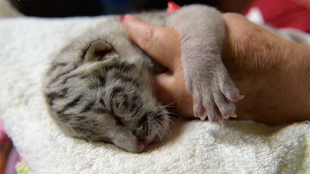 Cooperativa's tweet photo. [Video] Tigresita blanca rechazada por su madre se gana el cariño de todos en Zoo de Nicaragua #CooperativaEnCasa https://t.co/yPMooMZ7Pw https://t.co/d6AbEndG1o